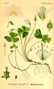 Attēlu rezultāti vaicājumam “Oxalis acetosella”