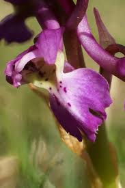 Attēlu rezultāti vaicājumam “Orchis mascula flower”