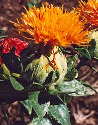 Image result for Carthamus tinctorius