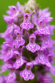 Attēlu rezultāti vaicājumam “Dactylorhiza majalis subsp. baltica”