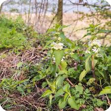 Attēlu rezultāti vaicājumam “Lamium album flower”
