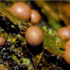 Attēlu rezultāti vaicājumam “Comatricha fragilis stalked”