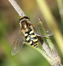 Attēlu rezultāti vaicājumam “Eupeodes corollae”