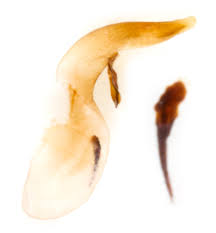 Attēlu rezultāti vaicājumam “Pediasia fascelinella”