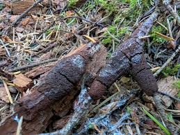 Attēlu rezultāti vaicājumam “Siphoptychium violaceum young”