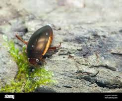 Attēlu rezultāti vaicājumam “Ilybius sp.”