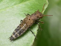 Attēlu rezultāti vaicājumam “Ontholestes murinus”