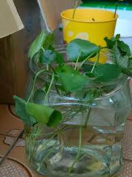 「銅錢草」的圖片搜尋結果