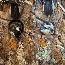 Attēlu rezultāti vaicājumam “Picus viridis nest”