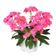 Image result for Bitterwurz