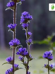 Attēlu rezultāti vaicājumam “Campanula cervicaria flower”