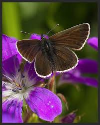 Attēlu rezultāti vaicājumam “Eumedonia eumedon underside”