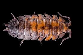 Attēlu rezultāti vaicājumam “Porcellio scaber”