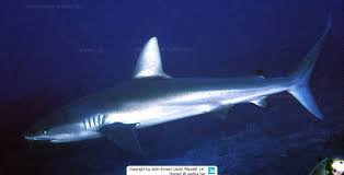 Image result for Carcharhinus isodon