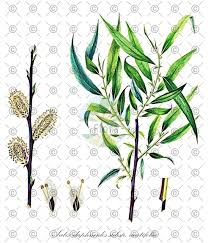 Attēlu rezultāti vaicājumam “Salix daphnoides subsp. acutifolia”