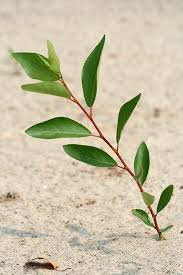 Attēlu rezultāti vaicājumam “Populus laurifolia”