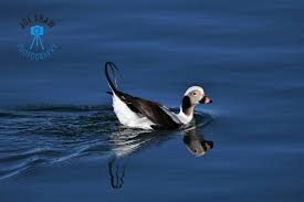 Attēlu rezultāti vaicājumam “Clangula hyemalis male”