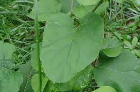 Attēlu rezultāti vaicājumam “Arctium lappa leaf”