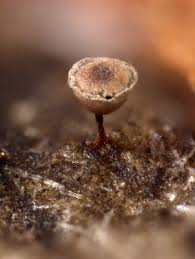 Attēlu rezultāti vaicājumam “Craterium aureum”