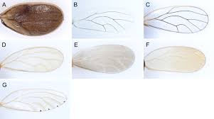 Attēlu rezultāti vaicājumam “Psylla alni nymph”