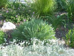 Image result for Achillea filipendulina