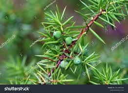 Attēlu rezultāti vaicājumam “Juniperus communis leaf”