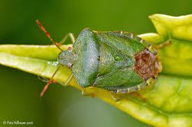 Attēlu rezultāti vaicājumam “Palomena prasina”