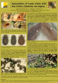 Attēlu rezultāti vaicājumam “Cladonia norvegica”