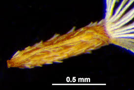 Attēlu rezultāti vaicājumam “Solidago canadensis fruit”