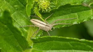 Attēlu rezultāti vaicājumam “Tibellus oblongus”