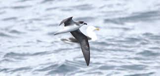 Image result for Pterodroma feae