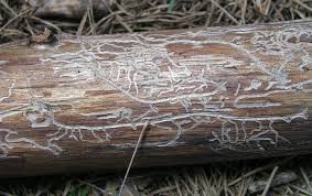 Attēlu rezultāti vaicājumam “Scolytidae”