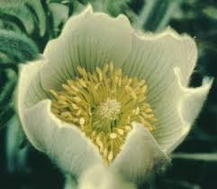 Attēlu rezultāti vaicājumam “Pulsatilla patens leaf”