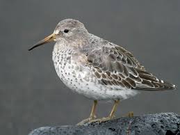 Attēlu rezultāti vaicājumam “Calidris maritima adult”
