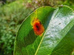 Attēlu rezultāti vaicājumam “Gymnosporangium sabinae”