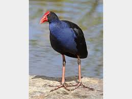 Attēlu rezultāti vaicājumam “Melanotus sp.”