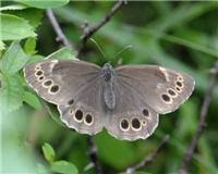 Attēlu rezultāti vaicājumam “Lopinga achine”