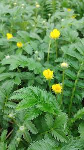 Attēlu rezultāti vaicājumam “Argentina anserina bud”