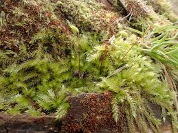 Attēlu rezultāti vaicājumam “Leiocolea rutheana”