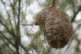 Attēlu rezultāti vaicājumam “Remiz pendulinus nest”