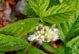 Attēlu rezultāti vaicājumam “Rubus saxatilis leaf”