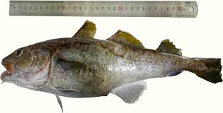 Image result for Gadus macrocephalus