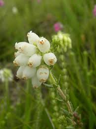 Attēlu rezultāti vaicājumam “Erica tetralix leaf”