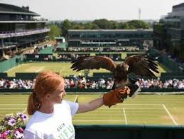 Image result for Wimbledon Hawks