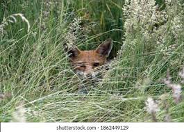 Attēlu rezultāti vaicājumam “Vulpes vulpes  juvenile”