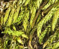 Attēlu rezultāti vaicājumam “Brachythecium albicans”