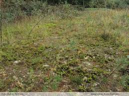 Attēlu rezultāti vaicājumam “Riccardia incurvata”