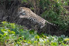 Image result for Brazilia 1980 Jaguar