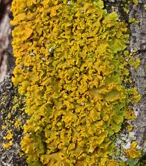 Attēlu rezultāti vaicājumam “Xanthoria candelaria”