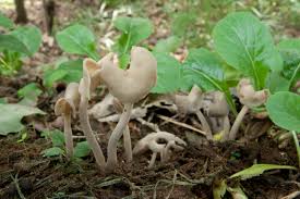 Attēlu rezultāti vaicājumam “Helvella elastica”